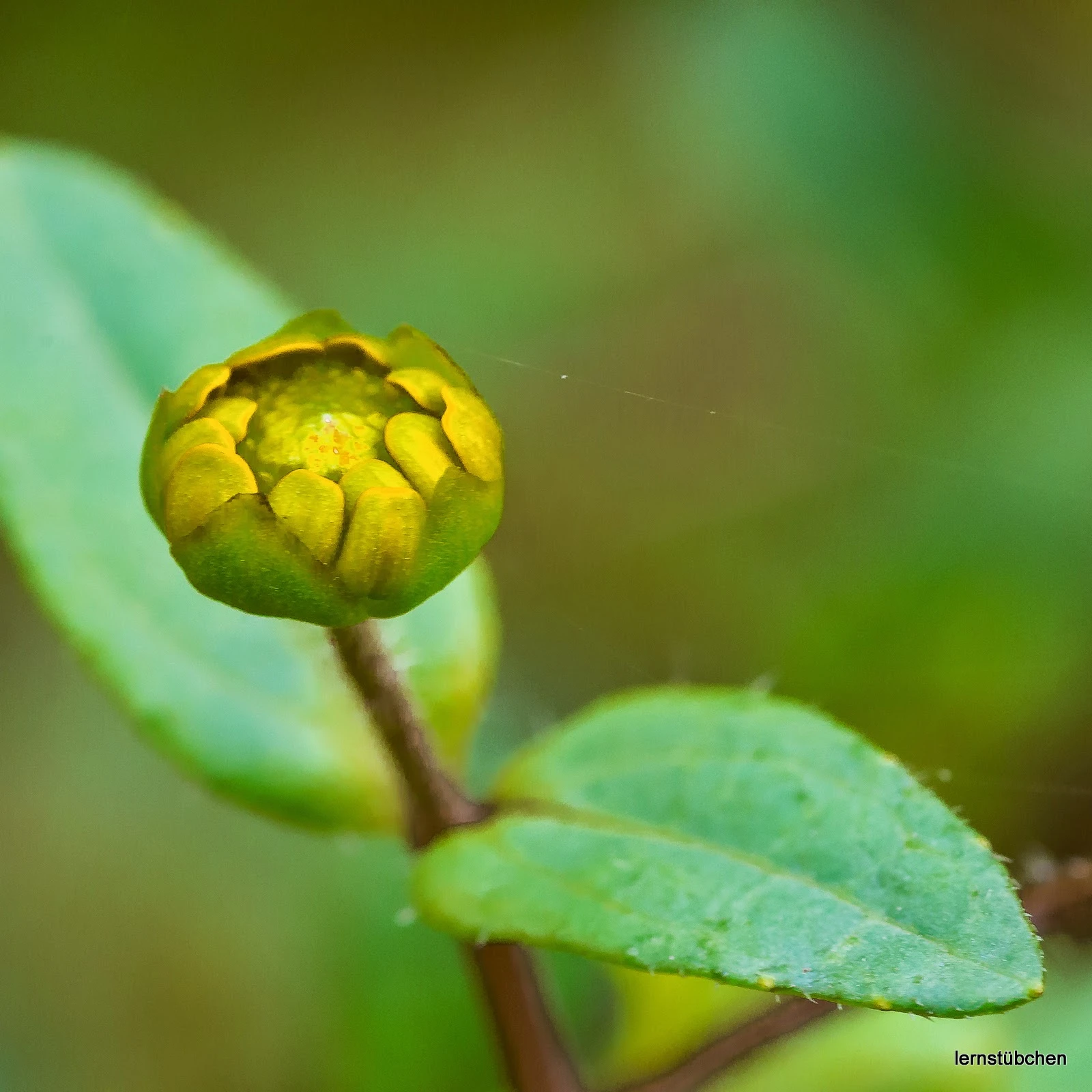 im November noch Knospen